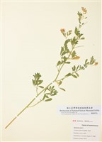 藏品(紫苜蓿)的圖片